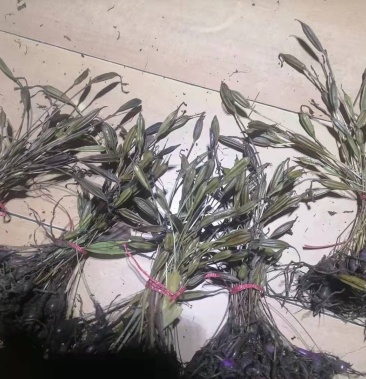 冰球子果荚独蒜兰果荚毛慈菇果荚苗子