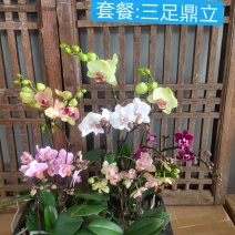 六色混搭蝴蝶兰图片色特级双梗，2.8+3.0寸，小件发货