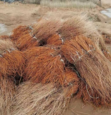 杨柴苗一年扬柴苗两年扬柴苗