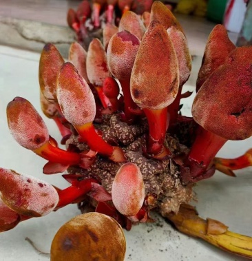 [回春草批发]回春草，一手货源，产地直发，品质保证请放心选购价格22.00元/斤 - 一亩田