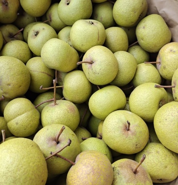 酸梨热销大量上市