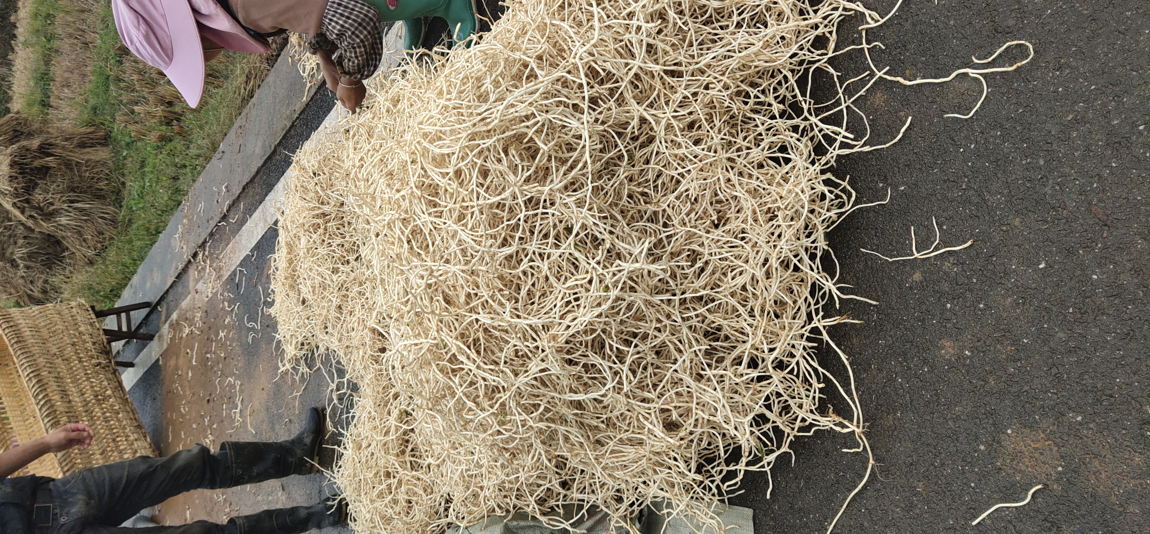 鱼腥草根清洗分级包装生产线