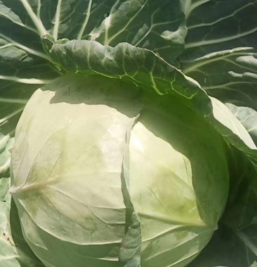 云南精品甘蓝包菜小铁头产地直发一手货源可长期大量供应
