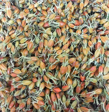 [山栀批发]鲜栀果价格6.00元/斤 - 一亩田