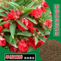凤仙花种子重瓣茶花阳台盆栽四季易种花草指甲花卉种子