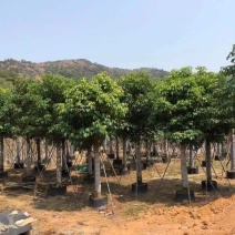 15-18-20公分秋枫基地批发大量供应规格齐全