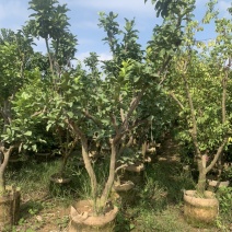 柚子树供应柚子移植苗骨架柚子树袋苗