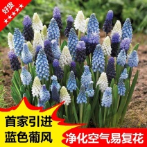 进口葡萄风信子种球多年生蓝色球根花卉植物耐寒可货到付款
