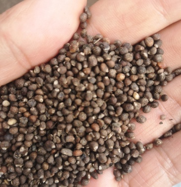 [荏籽批发]甘肃荏籽价格27.00元/斤 - 一亩田