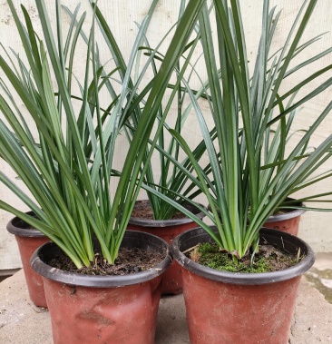 彼岸花双色杯石蒜杯苗彼岸花杯苗彼岸花基地直供