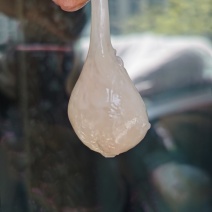 章鱼蛋