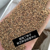 紫花地丁种子