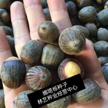 正宗娜塔栎种子新采娜塔栎种子彩叶树风景树橡树种子