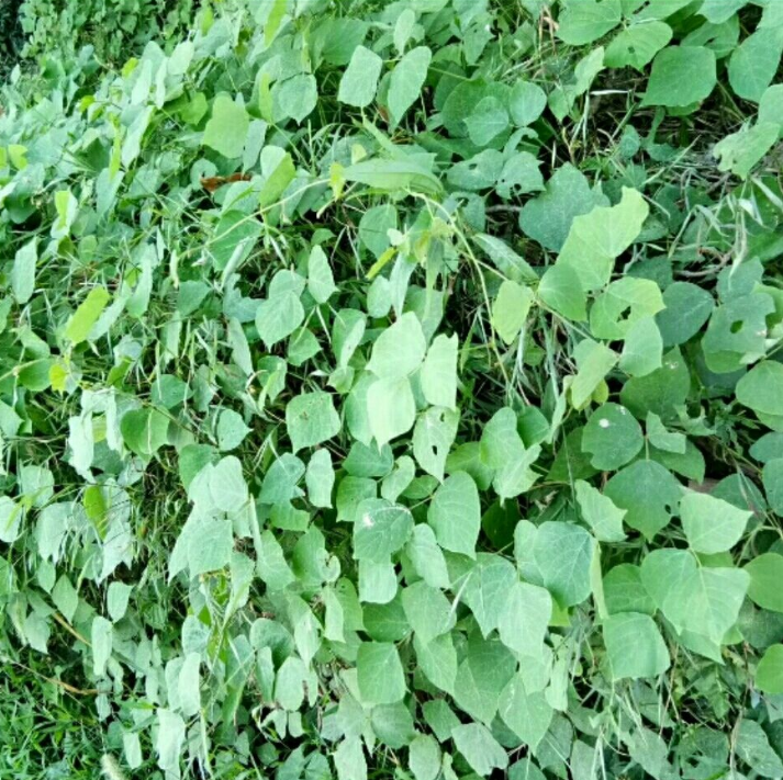 粉葛的叶子特写