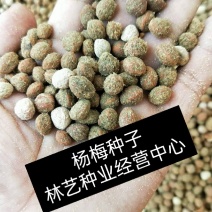 杨梅种子易种水果蔬菜种子东魁杨梅种子家庭盆栽地栽水果树种