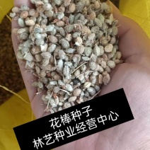 多年生新采花棒种子花棒灌木种子牛羊饲料牧草种子