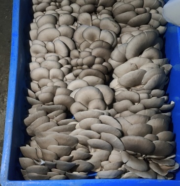 平菇鲜大量上市批发