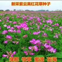 绿肥种子紫云英，紫云英养蜂蜜源高产改良土壤打造花海