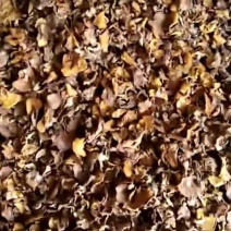松磨干，大量现货，肉厚无虫。