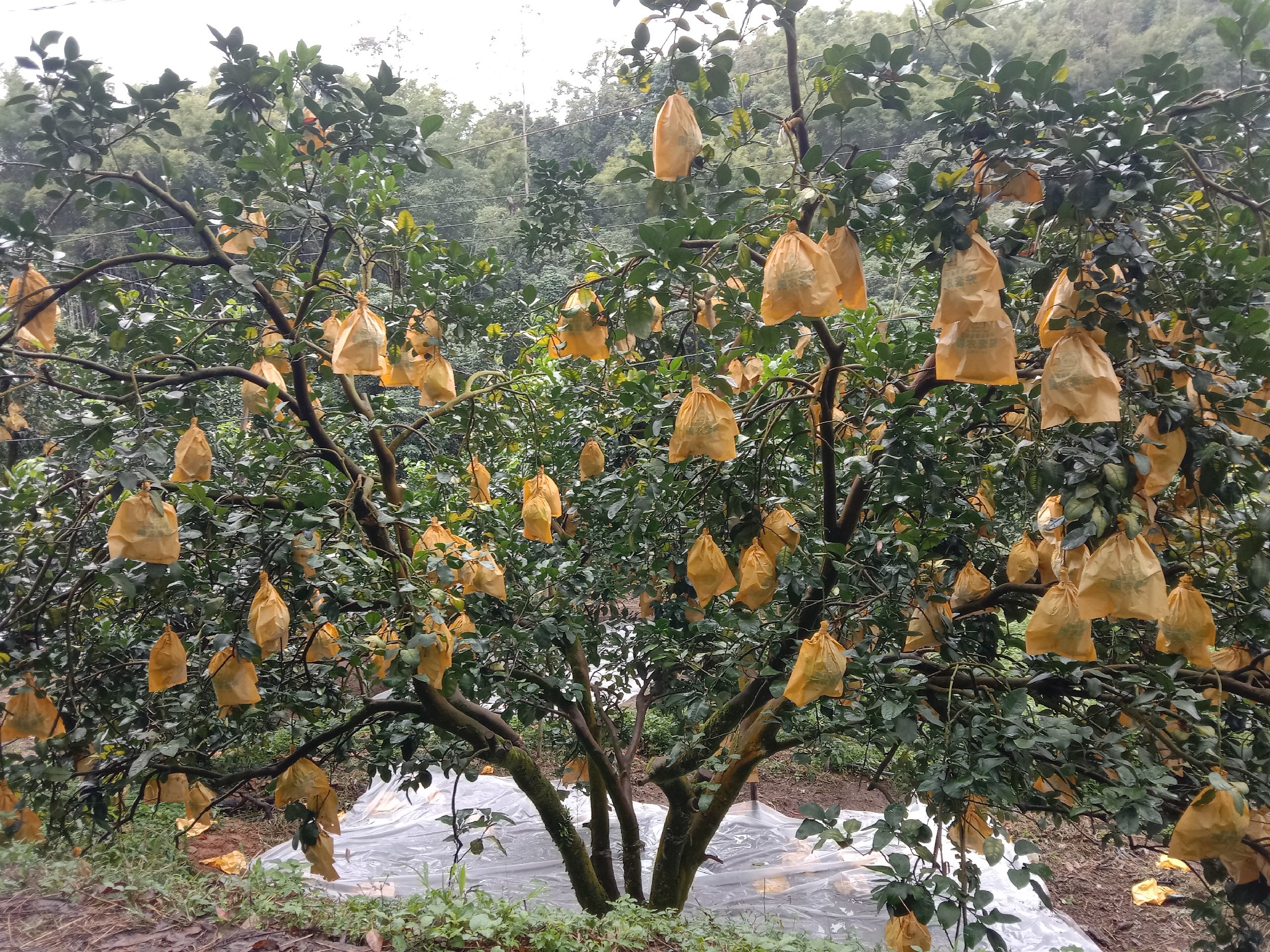 一名果农站在梯子上,右手正用手指捏紧沙田柚套袋顶部的金属丝进行缠绕固定,左手托住纸袋底部保持稳定;果实位于袋中央,果柄清晰可见穿出袋顶夹缝,背景为茂密绿叶 工人正在对沙田柚进行套袋封口操作