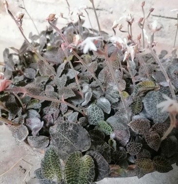 广西大容山脉纯野生金线莲