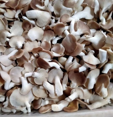 [秀珍菇批发]秀珍菇价格35.00元/袋 - 一亩田