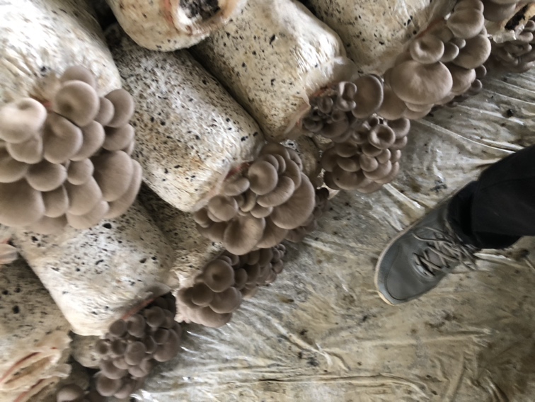 平菇生长环境的森林场景