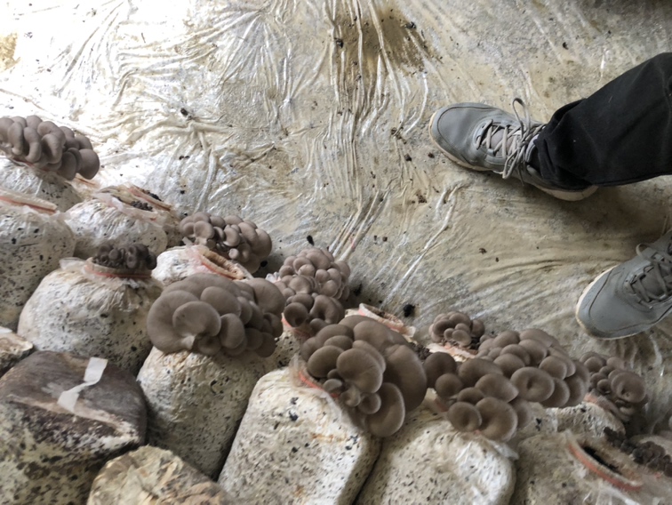 平菇采收标准与分级展示图