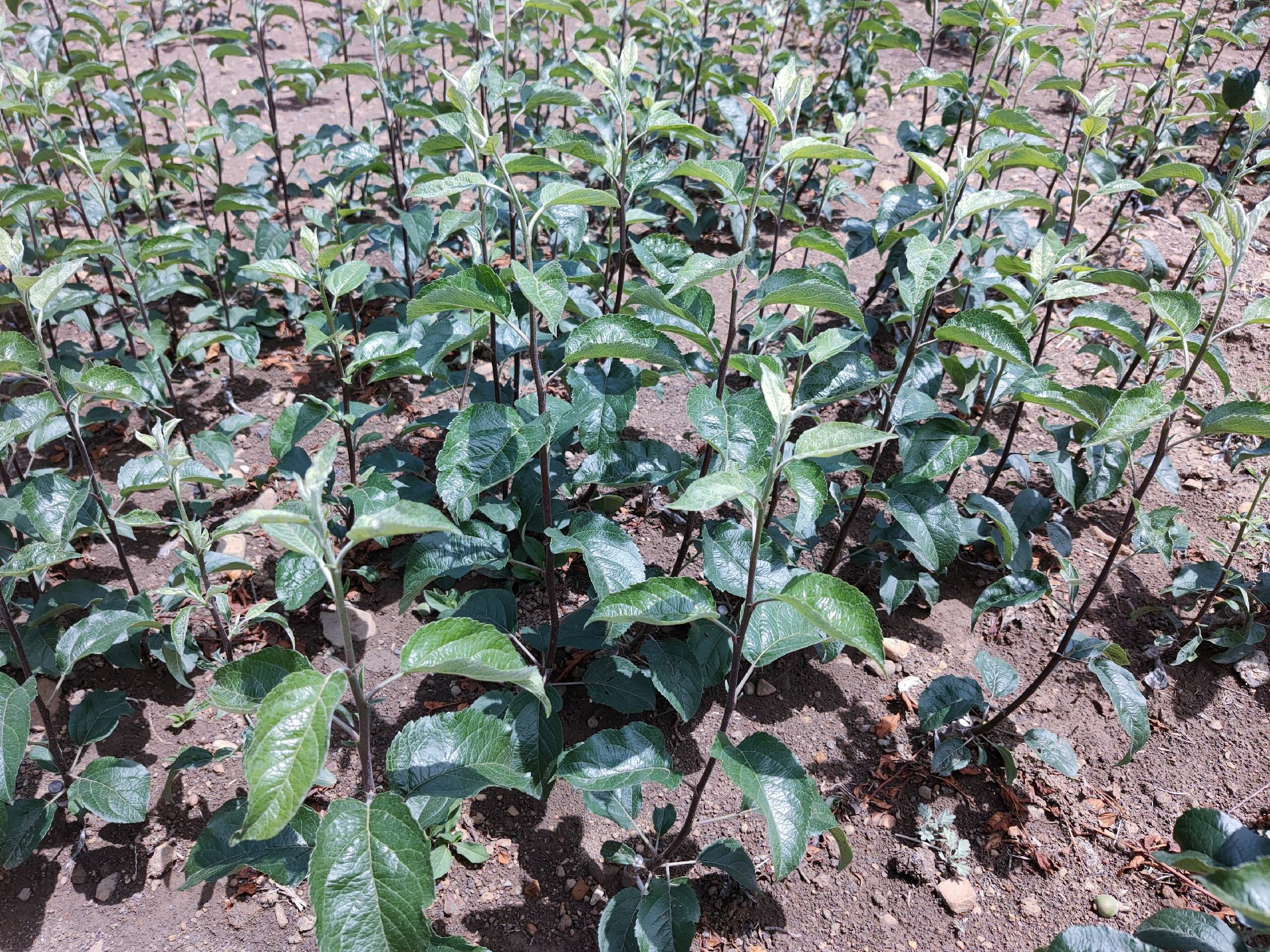 现代化苹果种植园航拍图