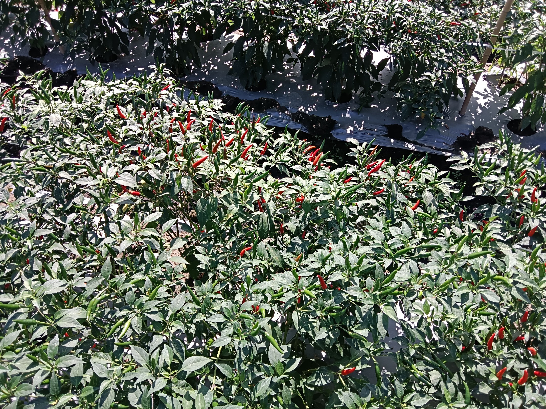 播州区小米椒种植基地航拍图