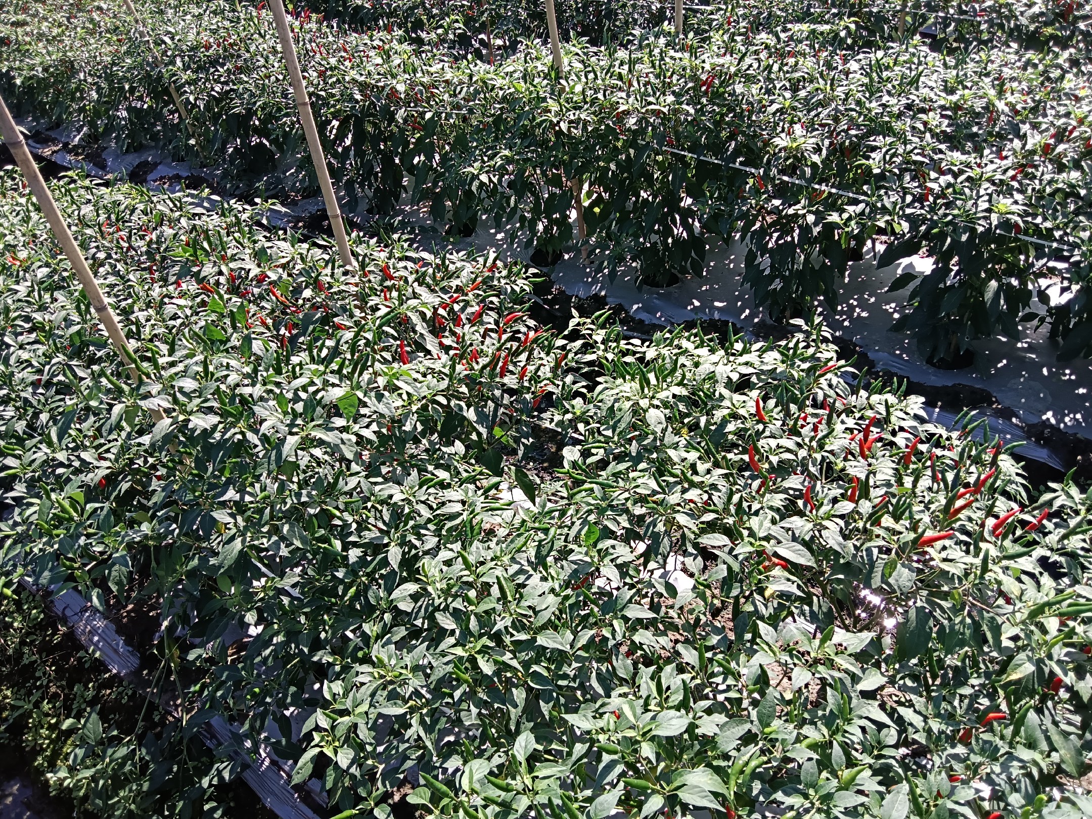展示小米椒朝天椒在田间种植的场景,成片辣椒植株整齐排列,果实挂满枝头 小米椒朝天椒种植基地