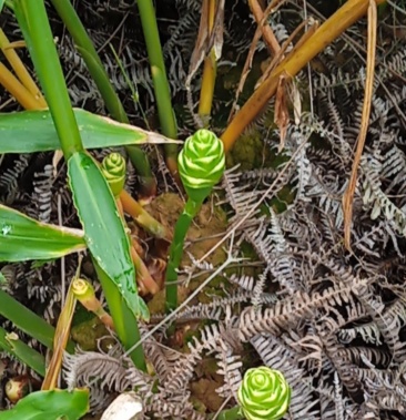 [生姜批发]生姜花 生姜花苞 骨朵价格10.00元/斤 - 一亩田