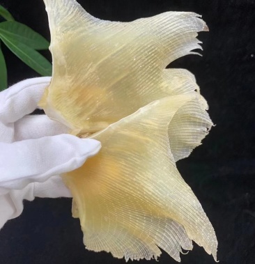 中大号浦鱼翅98元一斤美容养颜大鱼翅