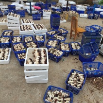 球盖菇本地大棚种植，两米百亩基地，有需要的可以联系我，常