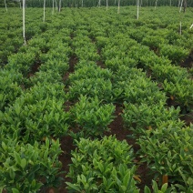 产地广东280非洲茉莉，基地直销