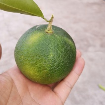 药枳壳苗，嫁接药枳壳苗，效益高，有医药公司回收。