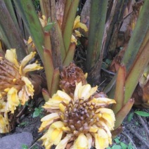 草果生的，干的