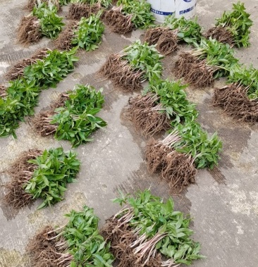 四川高杆华重楼籽育苗一年苗两年苗三年苗大量有货