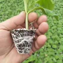 抗病油亮西葫芦苗早春越冬越夏绿皮西葫芦苗供应品种全