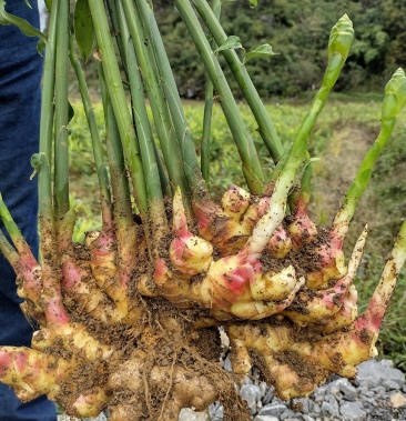 贵州精品二黄姜现已成熟健康安全适合做姜种和储存
