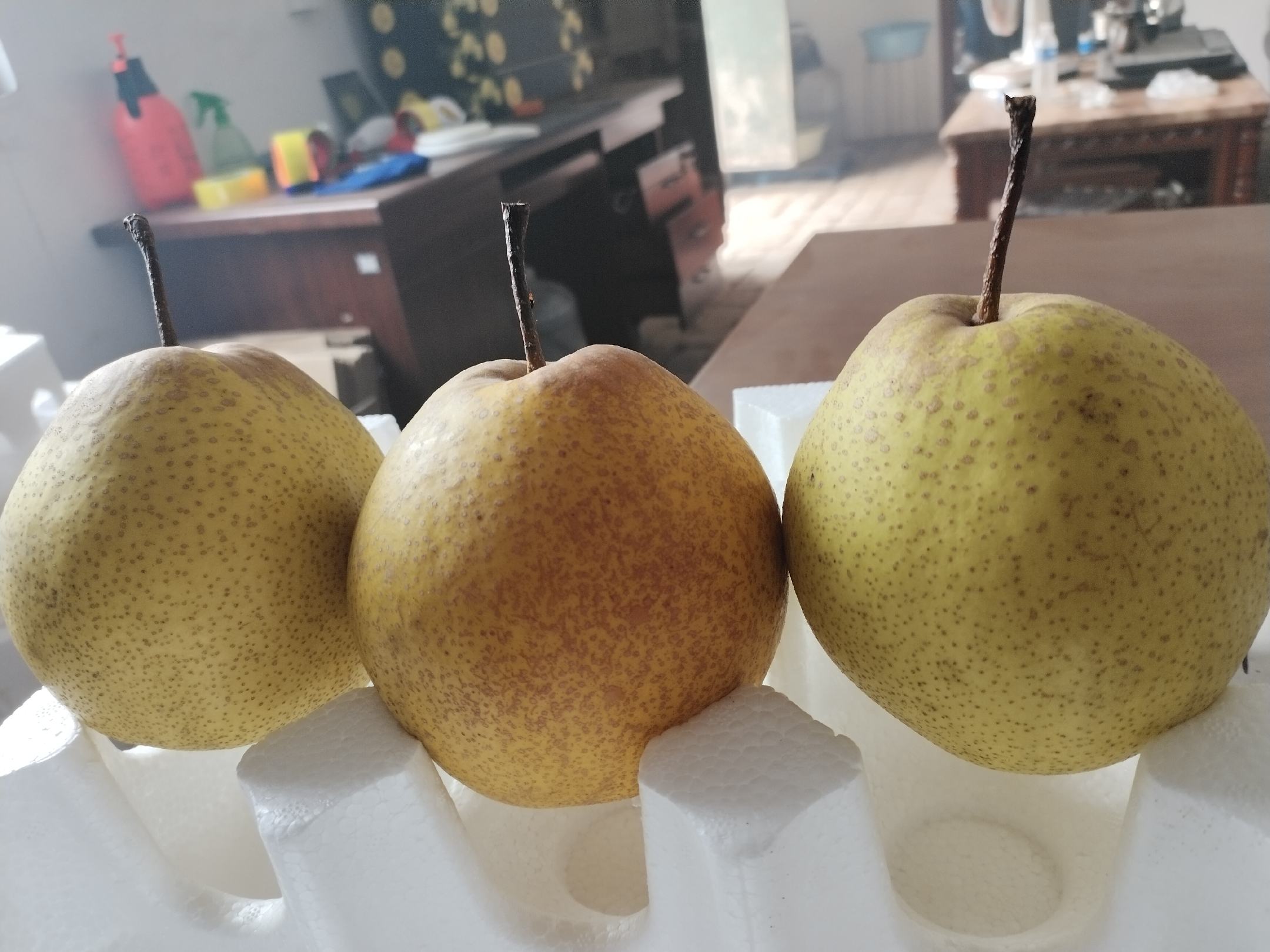 切开的黄金梨果实内部可见褐色蛀道及虫粪残留,幼虫位于果心附近,清晰展示梨小食心虫为害特征 黄金梨果实被食心虫蛀蚀剖面图