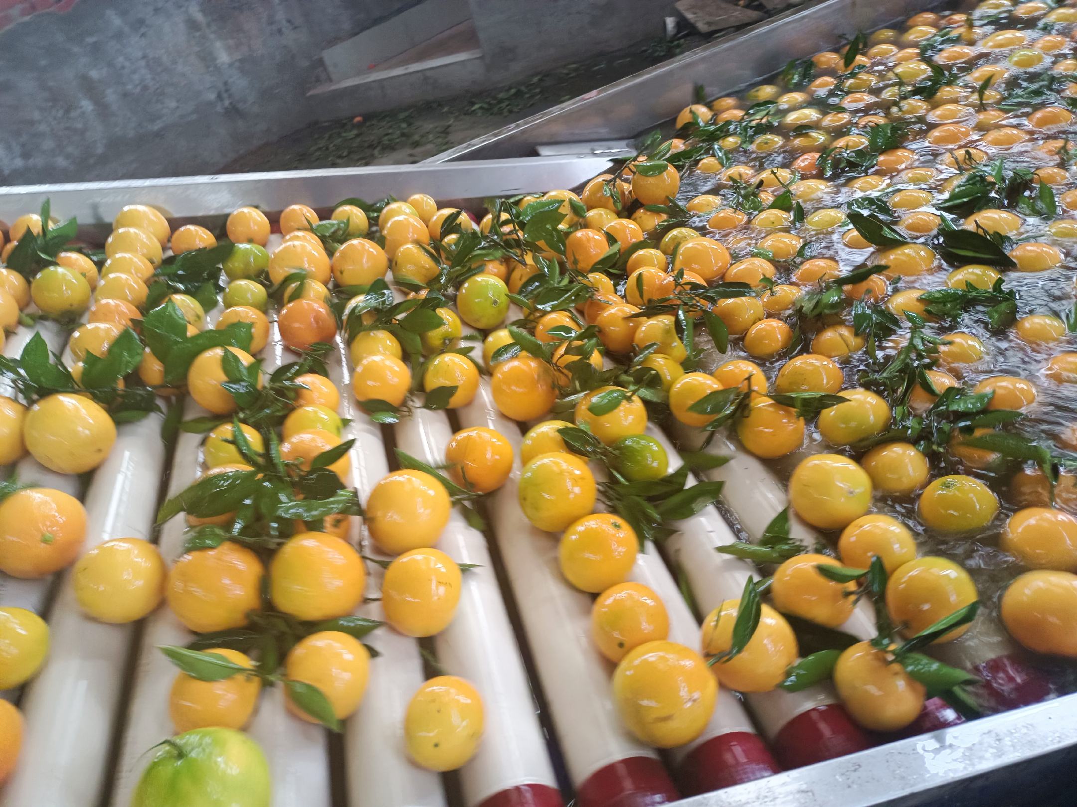 奉节脐橙分选流程图