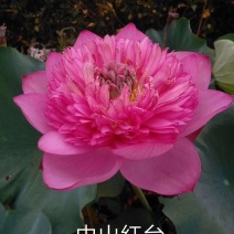 山东荷花苗精品荷花盆栽重瓣荷花产地直发保障成活率