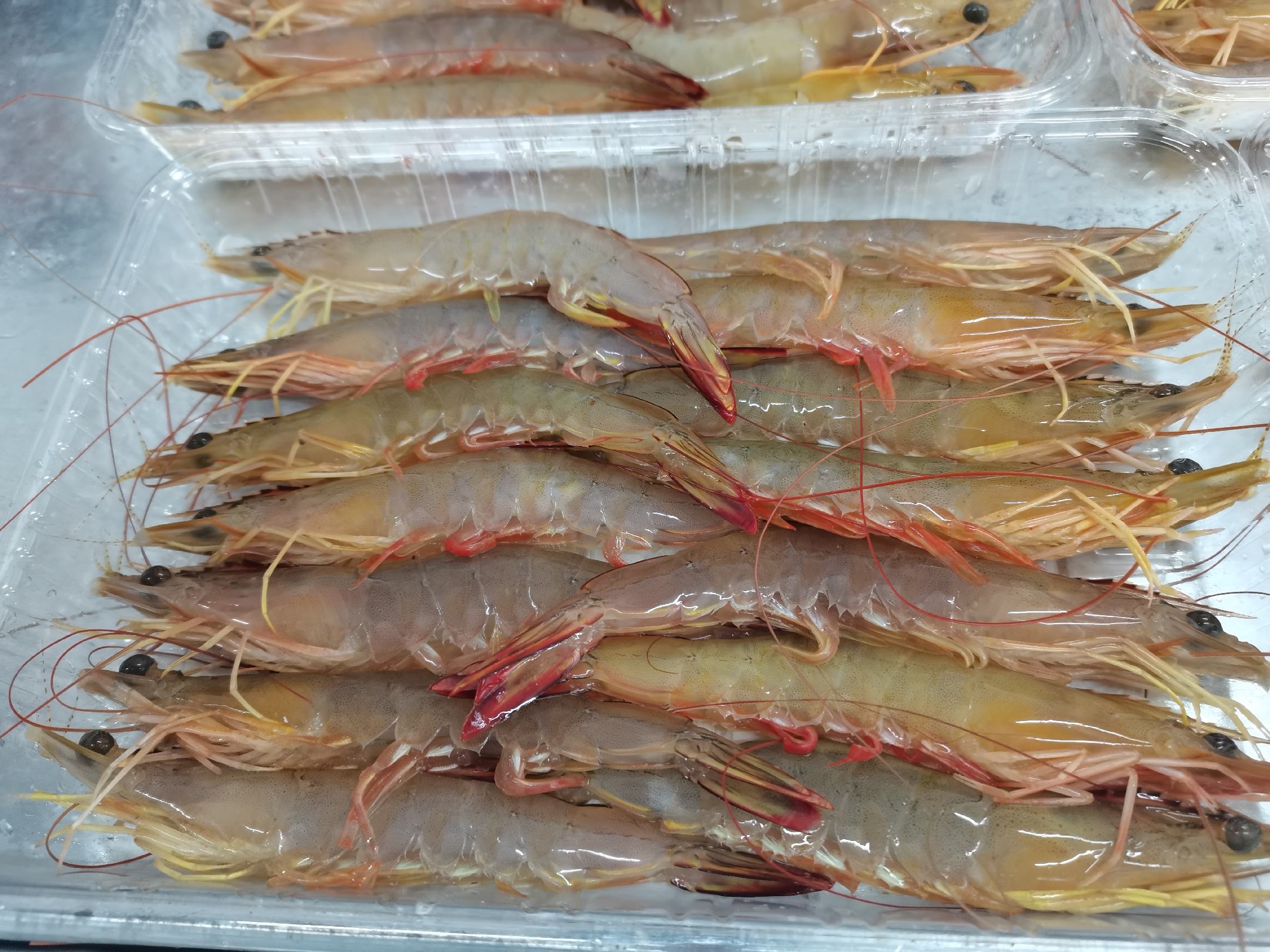 显微镜下观察对虾粪便样本,分析其组成与健康状态 显微镜下的对虾粪便样本