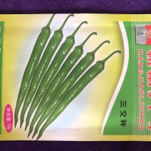 杭椒种苗杭椒1号6号7号辣椒苗二荆条线辣椒苗辣度好