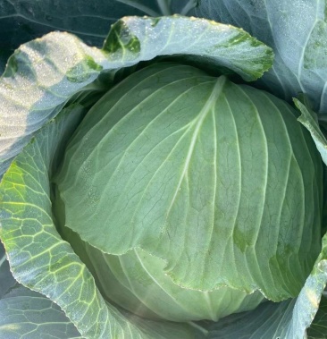 [甘蓝批发]成都莲花白甘蓝价格0.70元/斤 - 一亩田