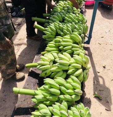 西双版纳勐养广粉 粉蕉 山地芭蕉批发现砍