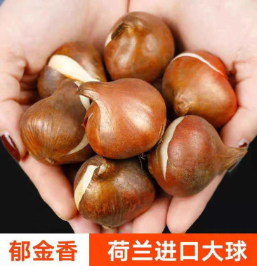 [郁金香种球批发]郁金香种球四季开花室内外耐寒好养水培郁金香花种子