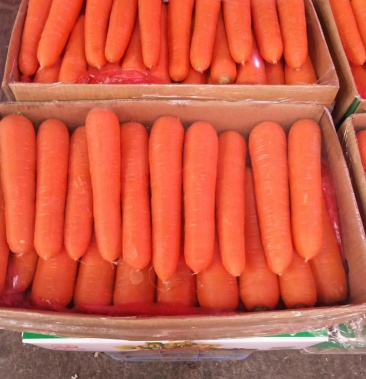 [三红胡萝卜批发]精品三红萝卜(水洗)带苗红萝卜,基地直销,各种规格