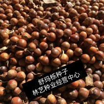 北美美国红橡树栎树白栎娜塔栎猩红栎舒玛栎沼生青冈栎柳叶栎